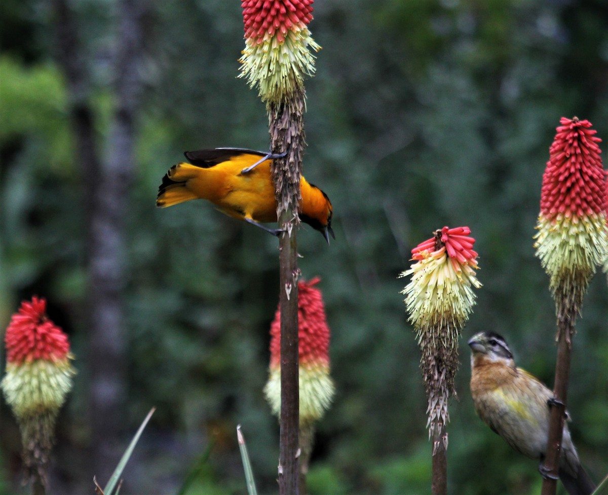 Bullock's Oriole - Nels Nelson