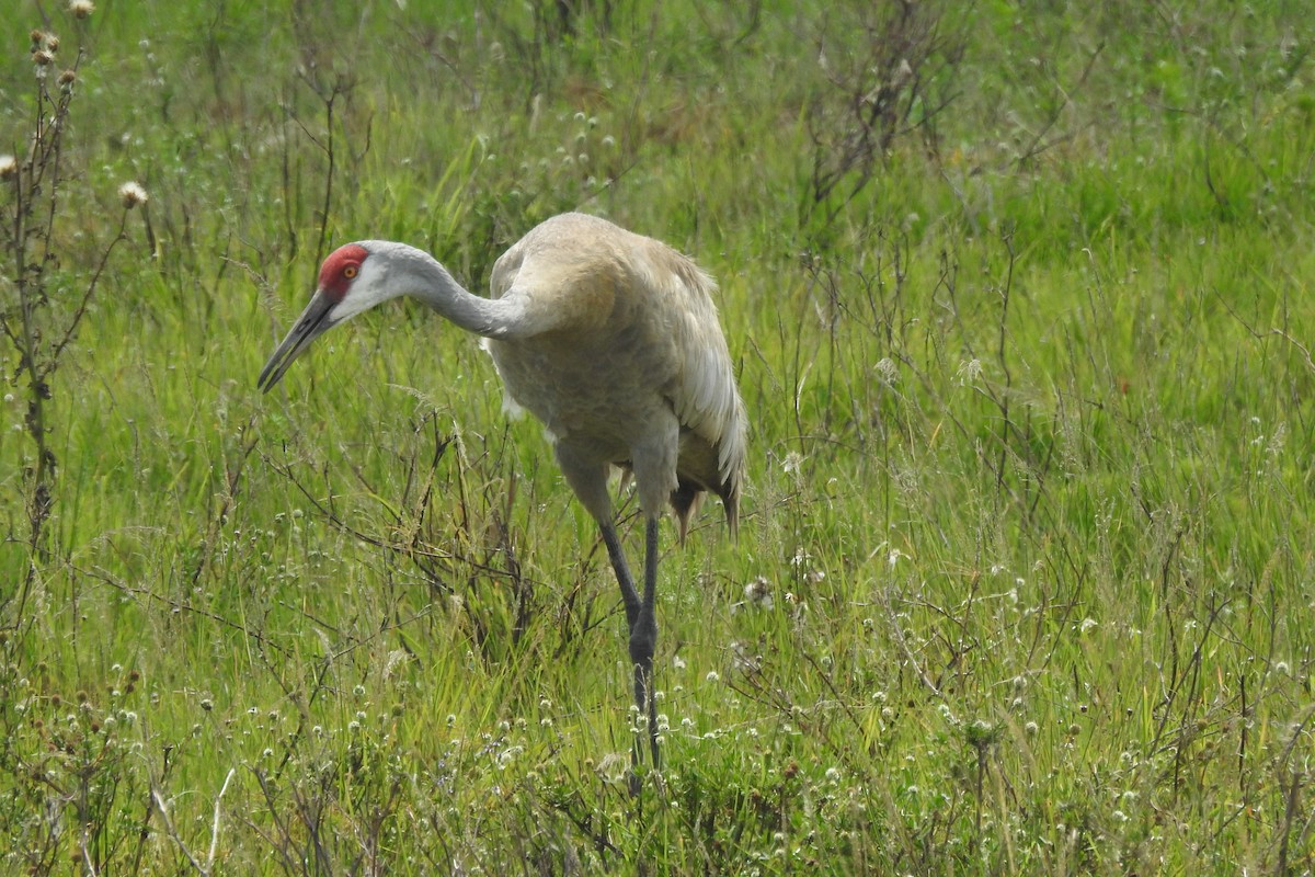 Sandhill Crane - Steven Kaplan