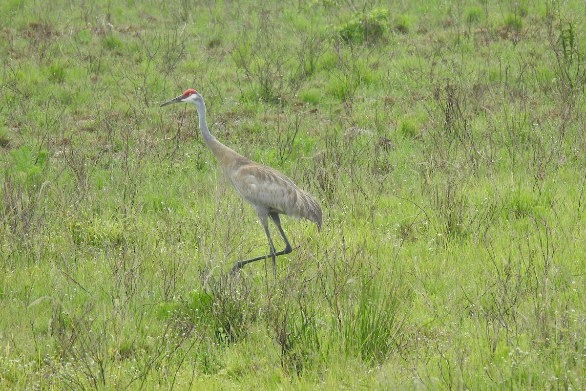 Sandhill Crane - Steven Kaplan