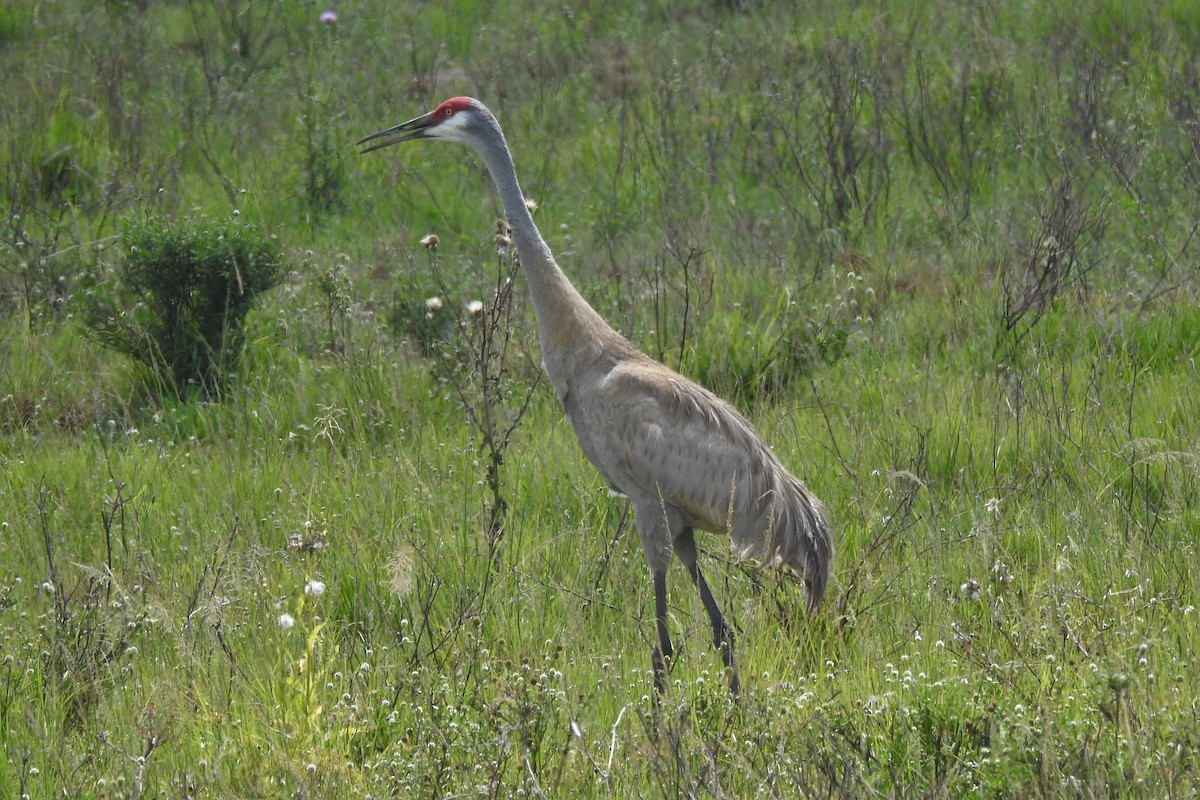 Grulla Canadiense - ML342037811