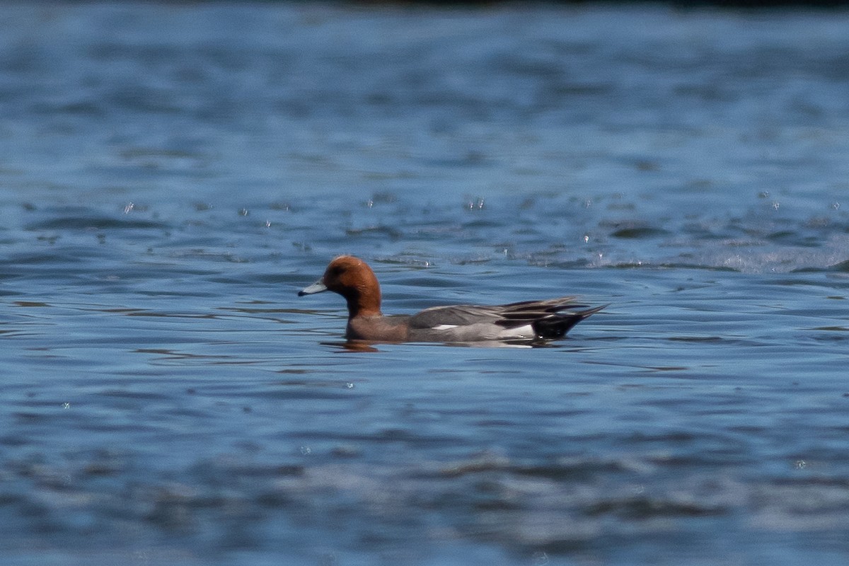 Eurasian Wigeon - Denise Boudreau