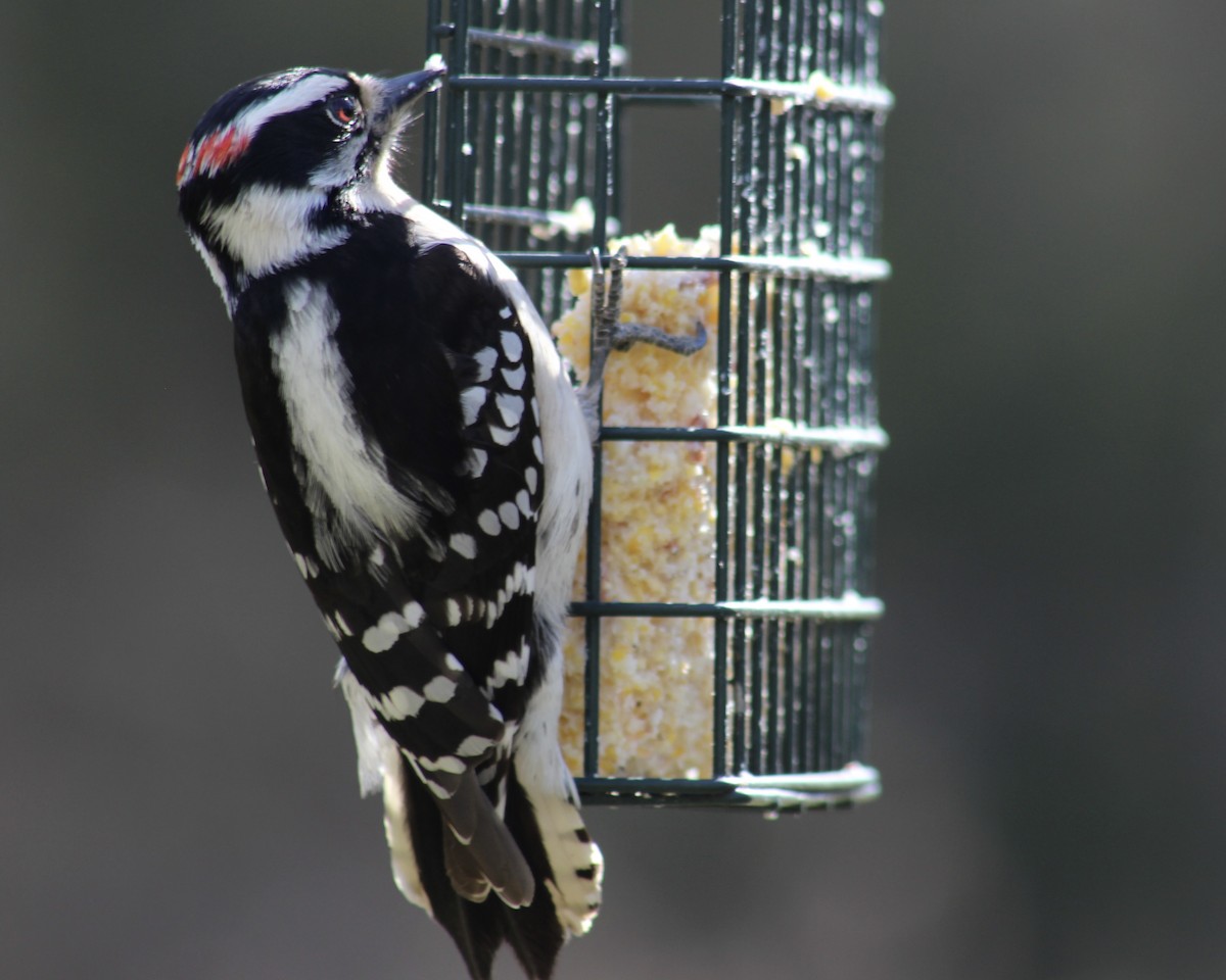Downy Woodpecker - Michial Cook
