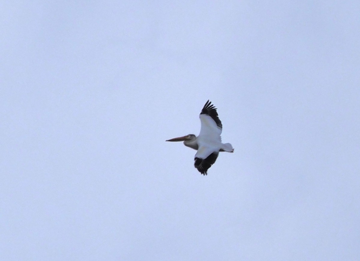 American White Pelican - ML342040831