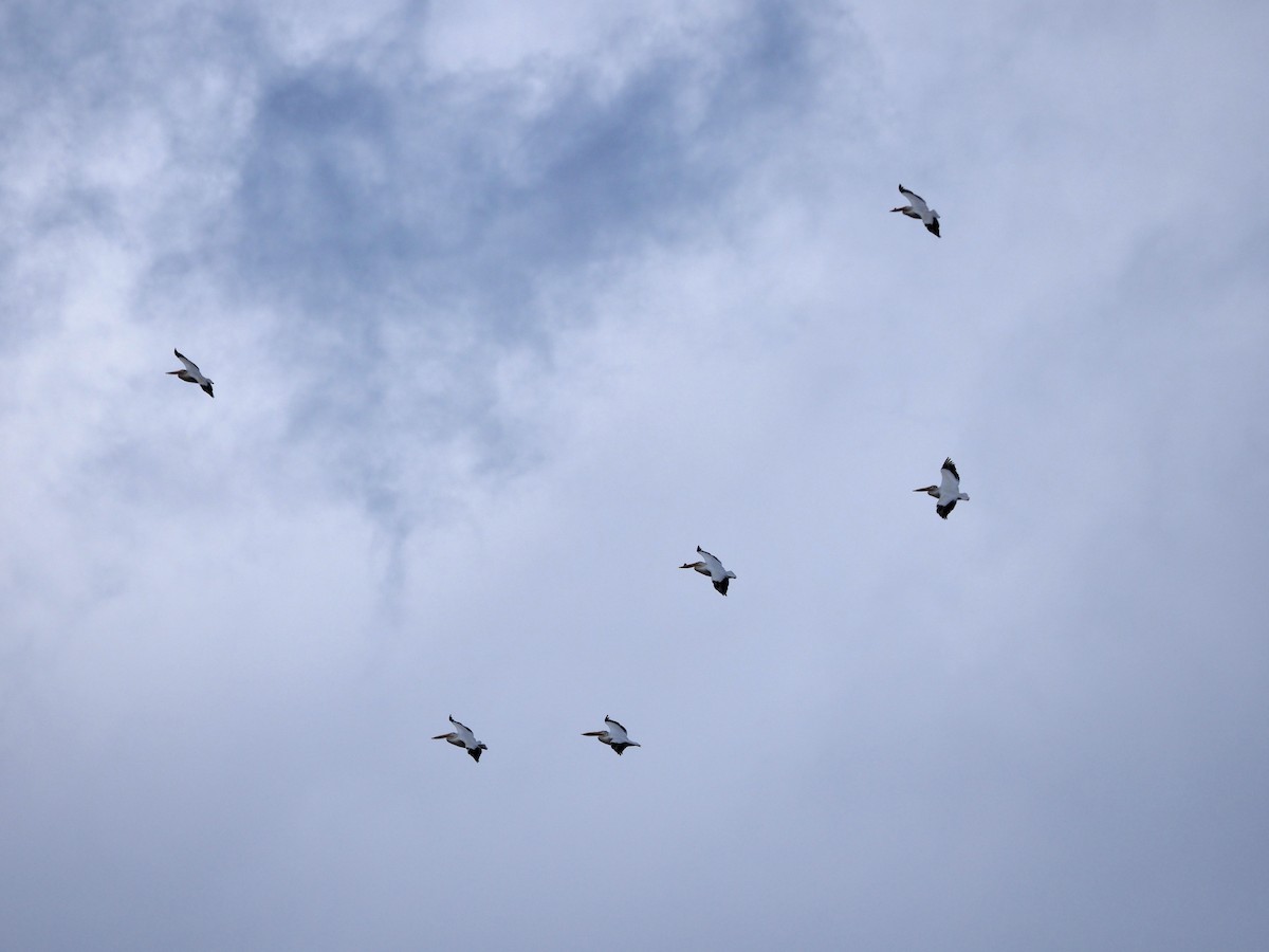 American White Pelican - ML342040861