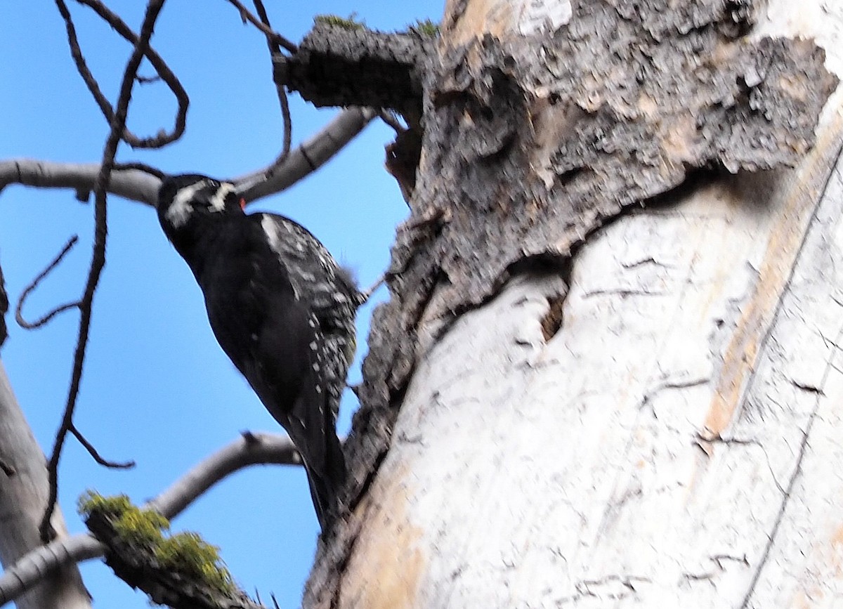 Williamson's Sapsucker - ML342040981