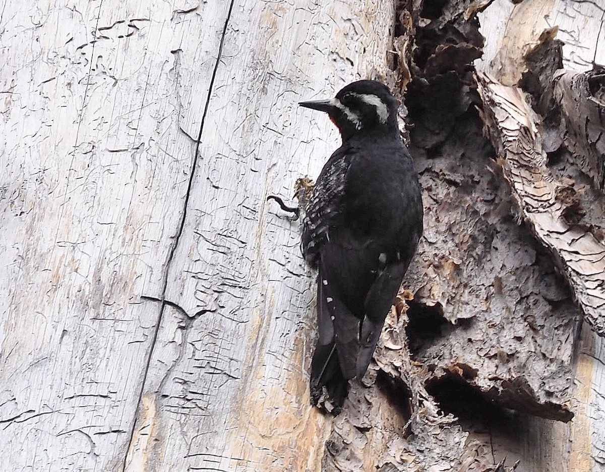 Williamson's Sapsucker - ML342040991