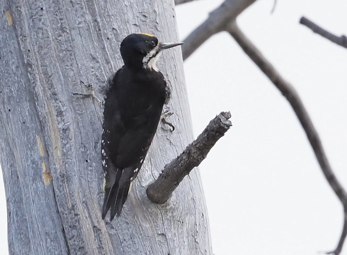 Black-backed Woodpecker - ML342041081