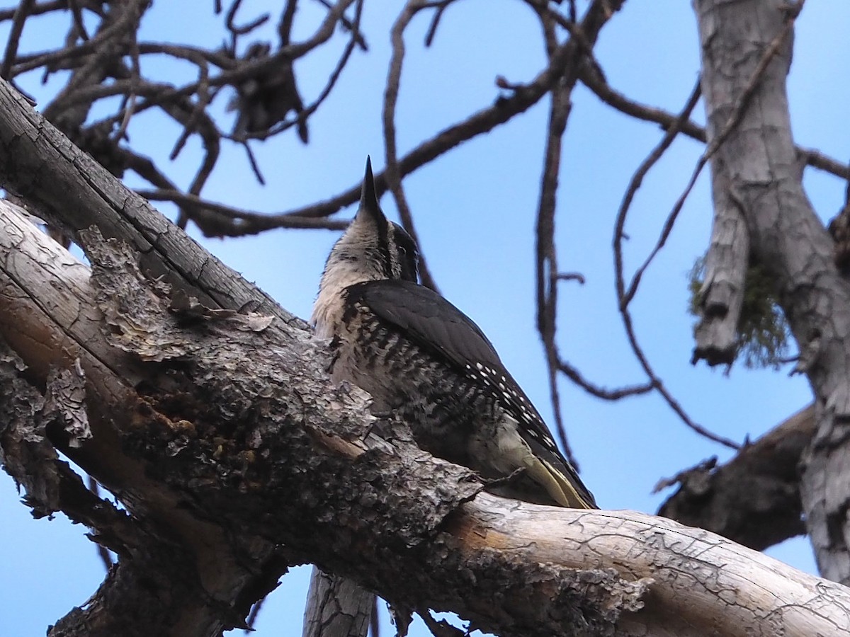 Black-backed Woodpecker - ML342041111