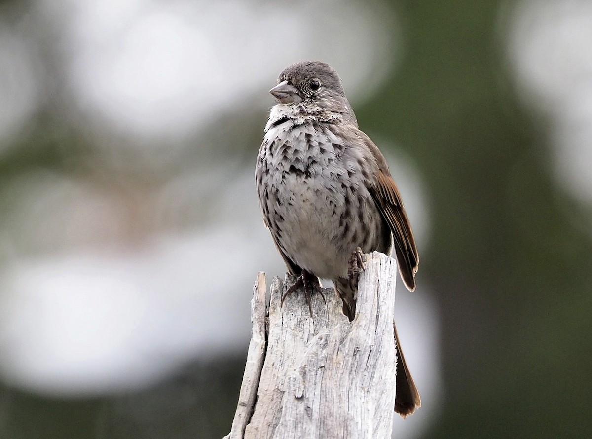 Fox Sparrow (Thick-billed) - ML342041371