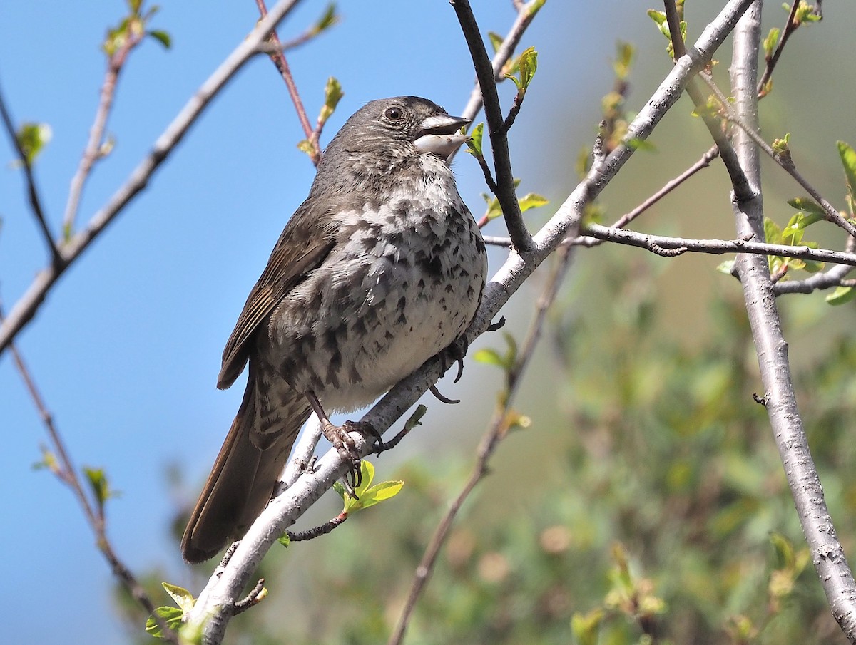 Fox Sparrow (Thick-billed) - ML342041381