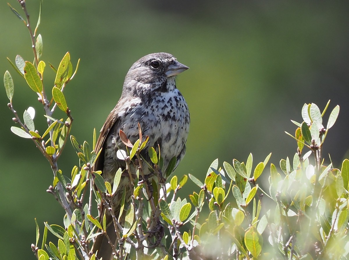 Fox Sparrow (Thick-billed) - ML342041391