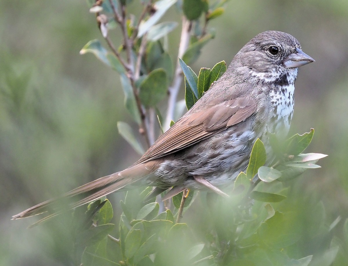 Fox Sparrow (Thick-billed) - ML342041431