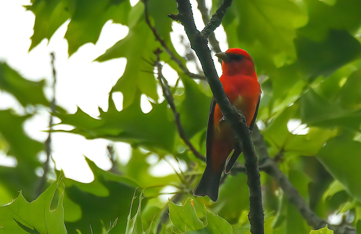 Scarlet Tanager - Matt Mason