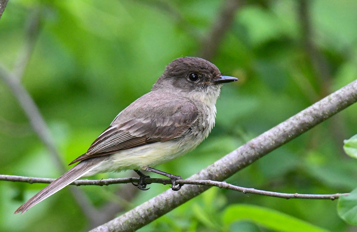 Eastern Phoebe - ML342041831