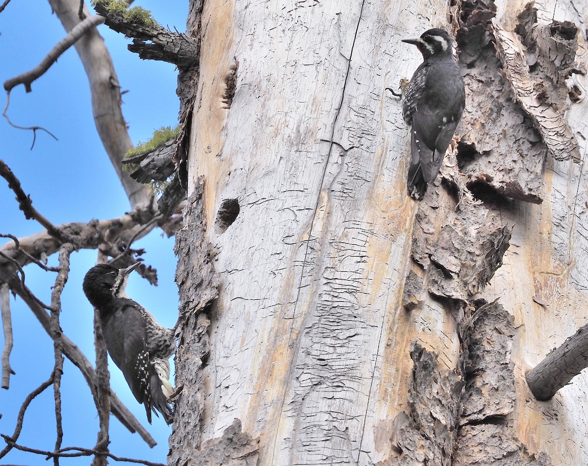 Black-backed Woodpecker - ML342042051