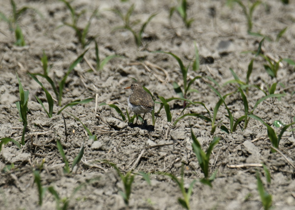 Spotted Sandpiper - ML342042981