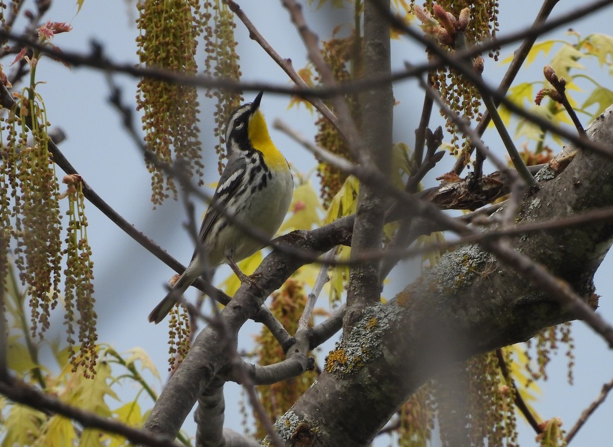 Yellow-throated Warbler - ML342045151