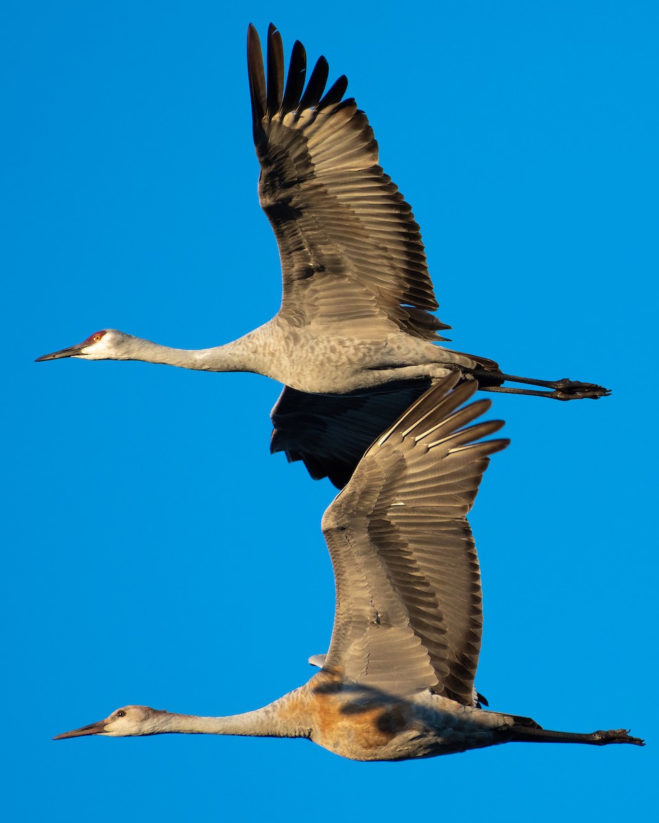 Sandhill Crane - Kevin Wilson