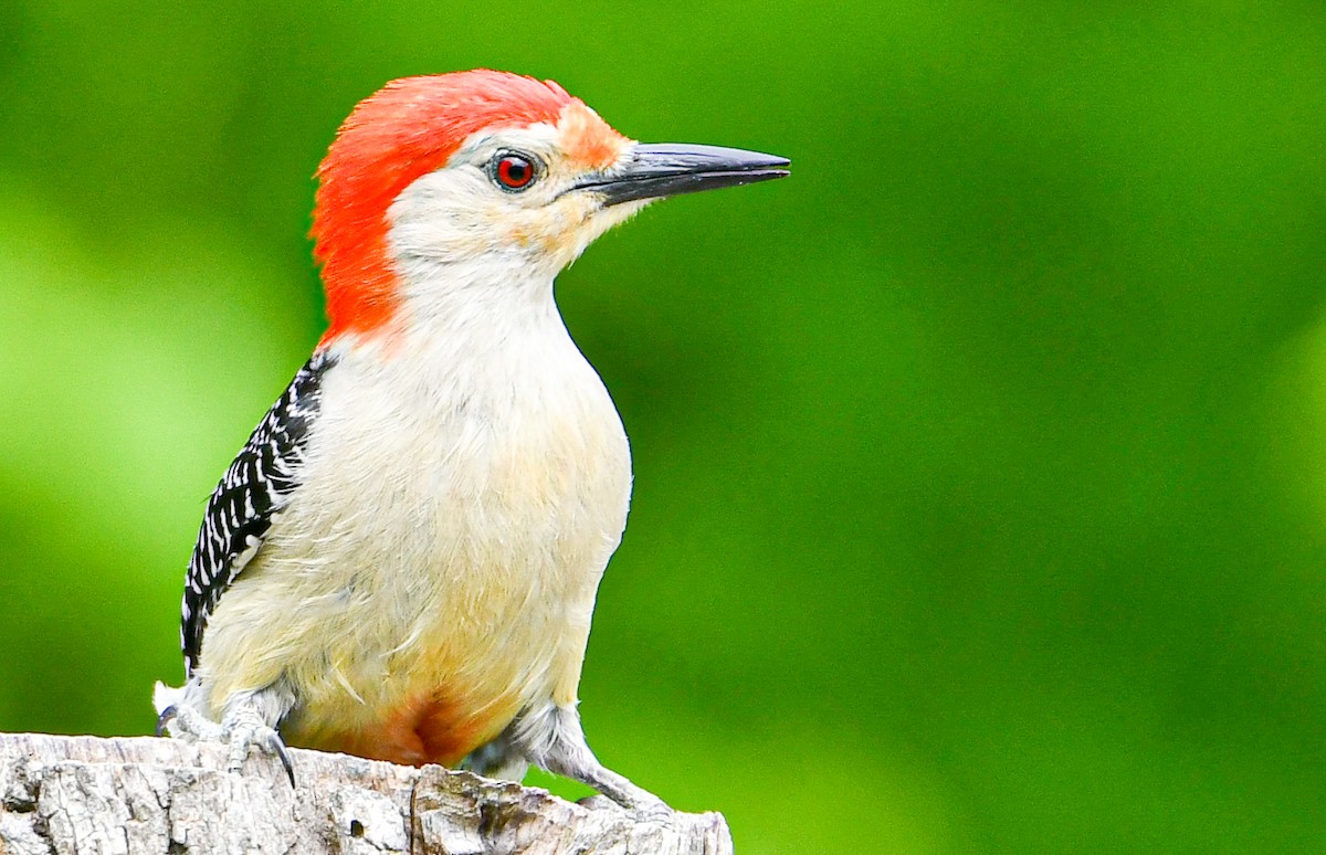 Red-bellied Woodpecker - ML342046521