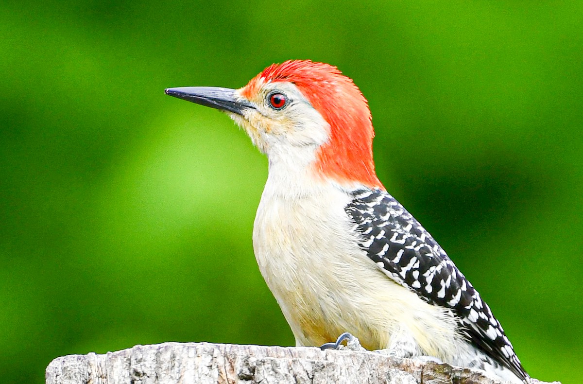 Red-bellied Woodpecker - ML342046631