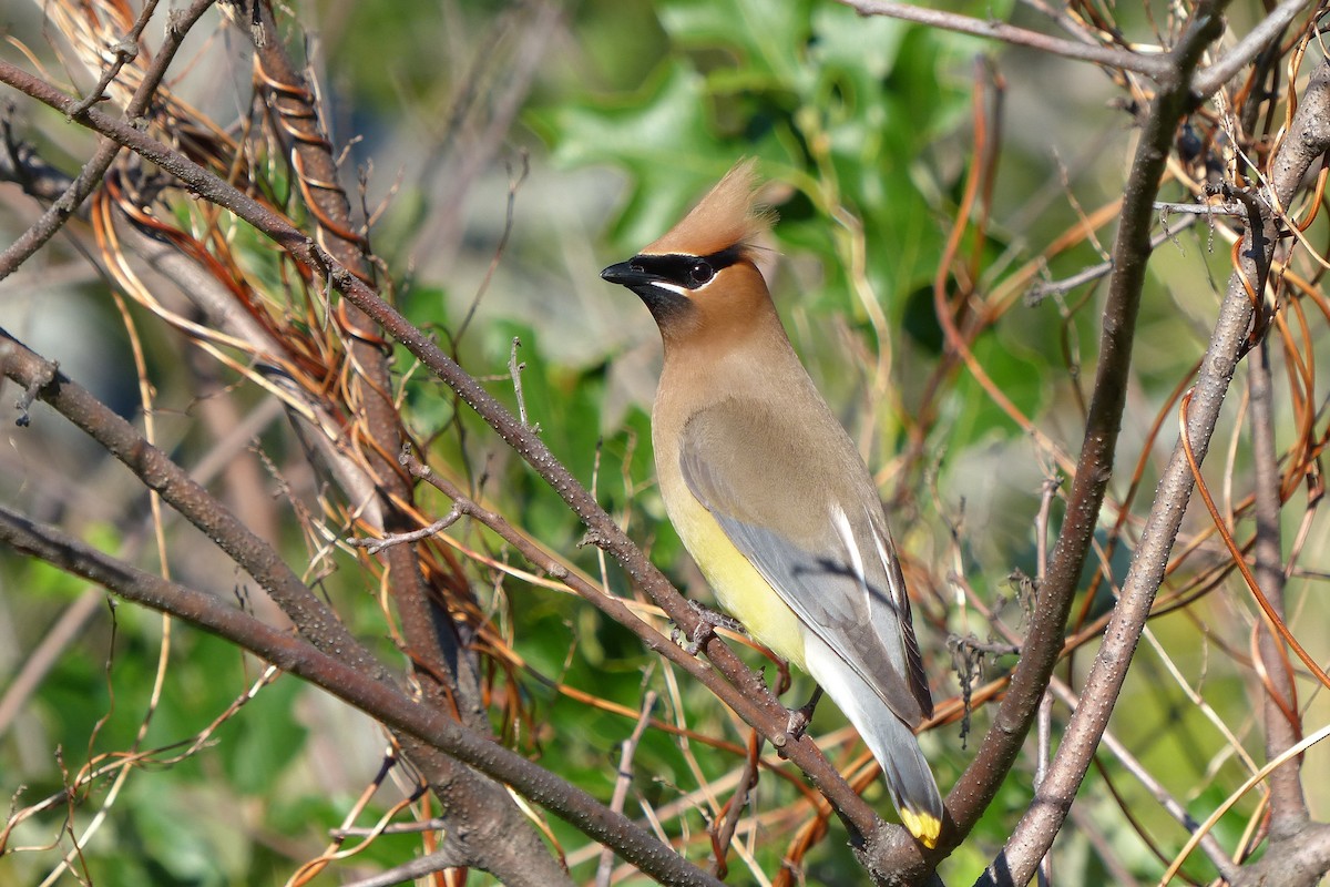 Cedar Waxwing - ML34204741