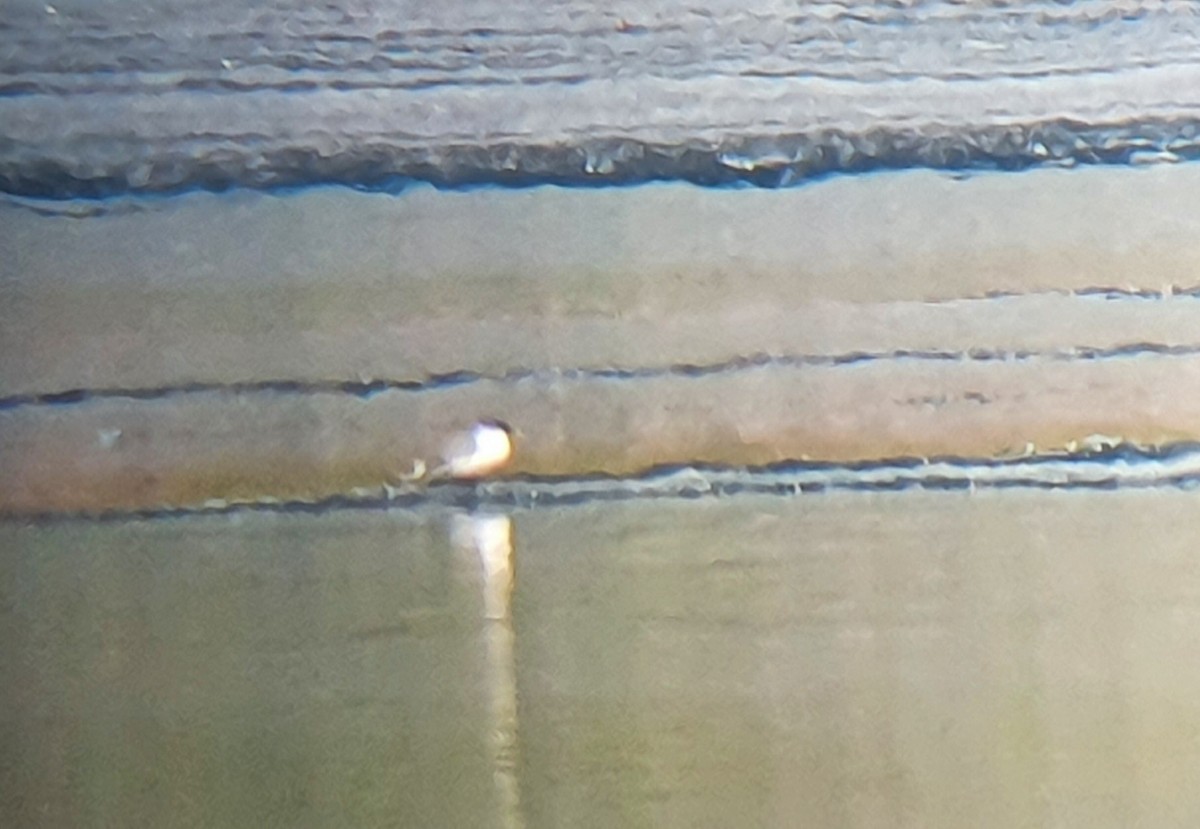 Sabine's Gull - ML342047611