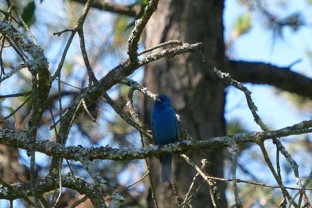 Indigo Bunting - ML34204781