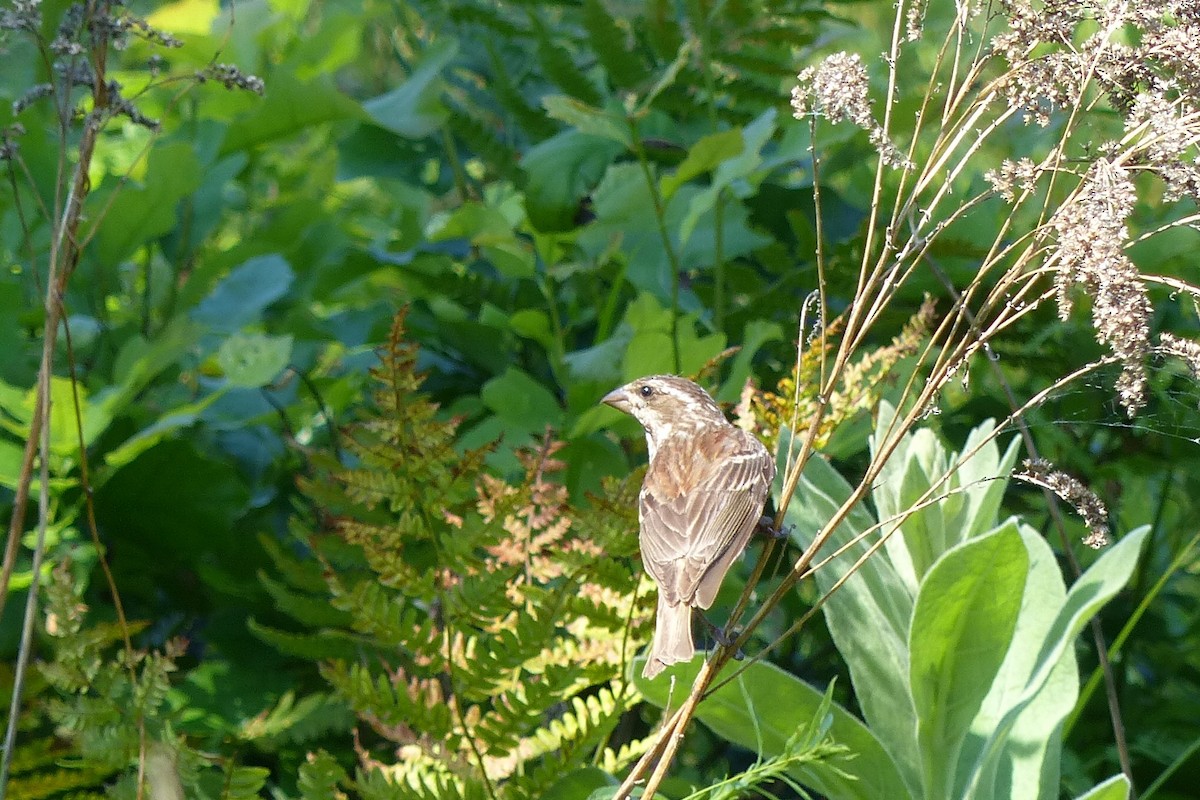 Purple Finch - ML34204791