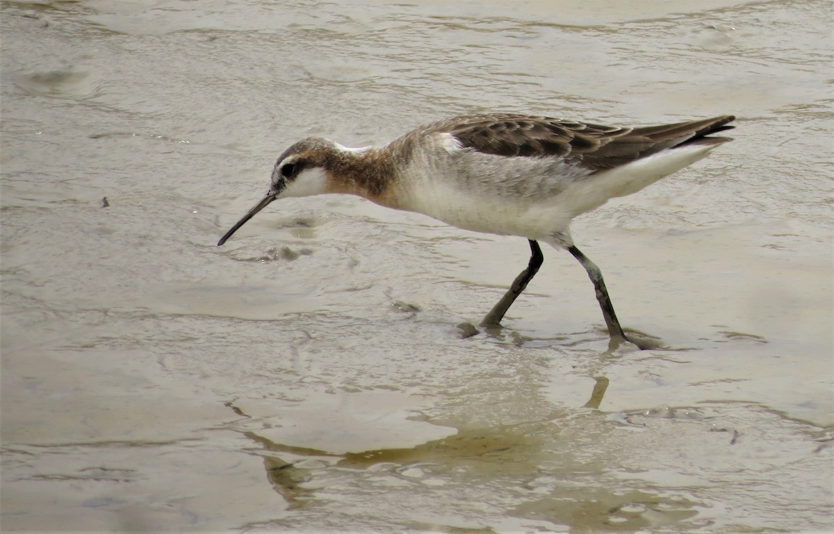 Wilson's Phalarope - Karen Hass