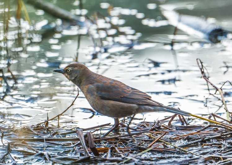 Rusty Blackbird - ML342048891