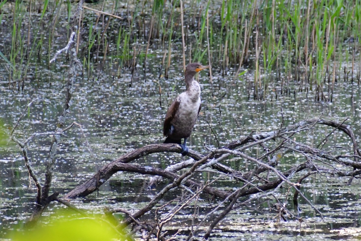 Cormoran à aigrettes - ML342048981