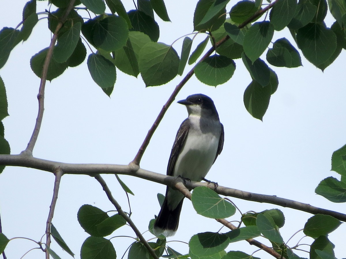 Eastern Kingbird - Ethan Maynard