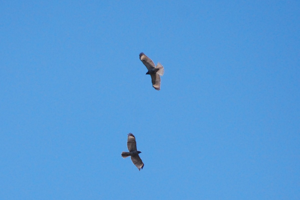 Red-shouldered Hawk - ML342053421