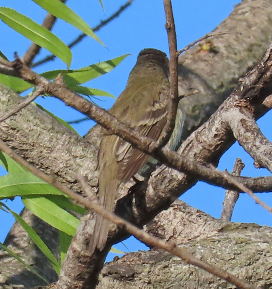 Willow Flycatcher - ML342054701