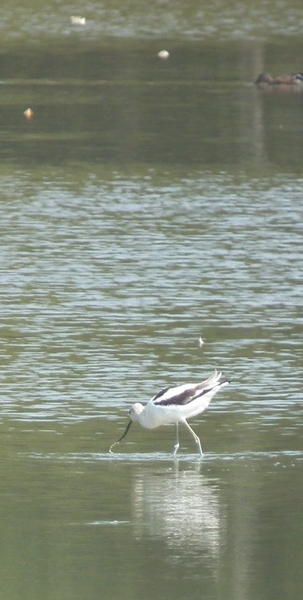 American Avocet - ML342055681