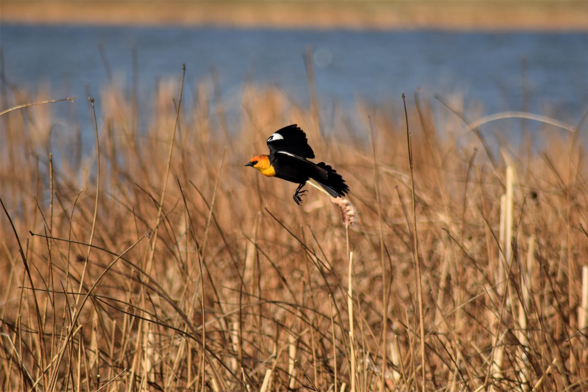 Yellow-headed Blackbird - ML342056031