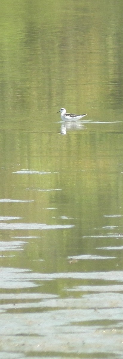 Red-necked Phalarope - ML342056211