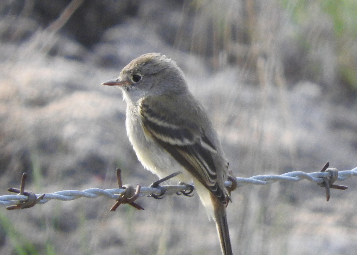 Gray Flycatcher - Mary Brown