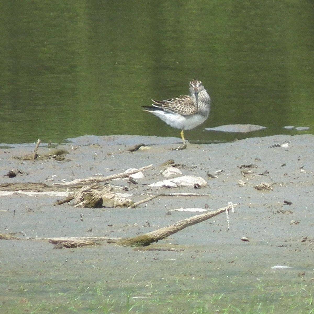 Pectoral Sandpiper - ML342056731