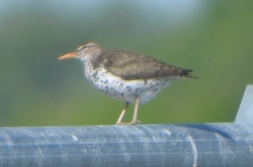 Spotted Sandpiper - Charles Taft