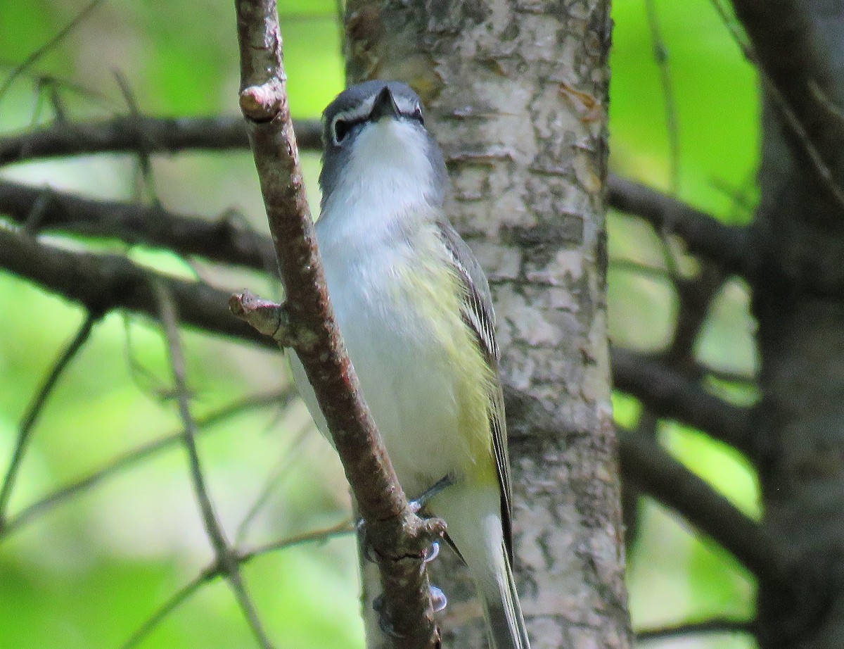 Blue-headed Vireo - ML342057501