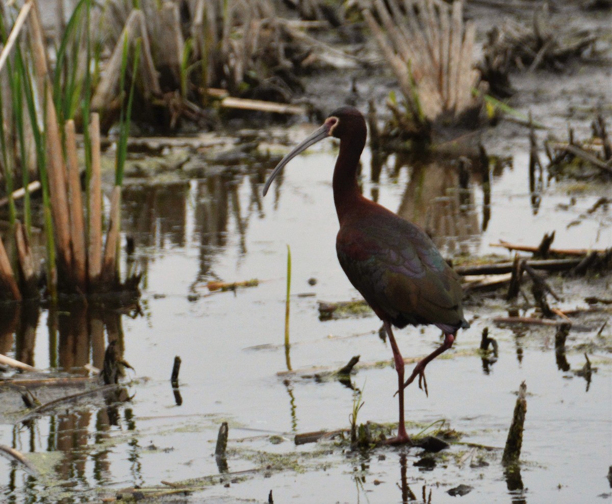 White-faced Ibis - Joe Luedtke