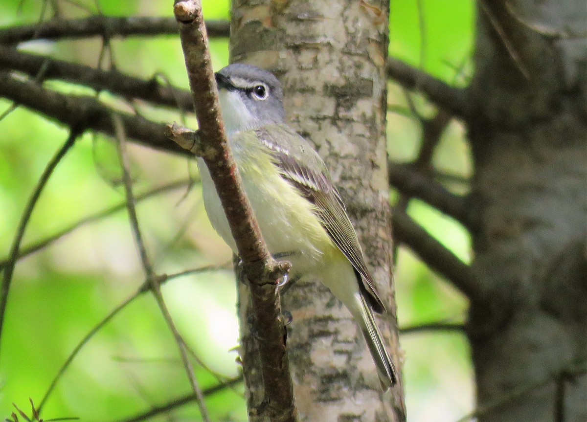 Blue-headed Vireo - ML342058151
