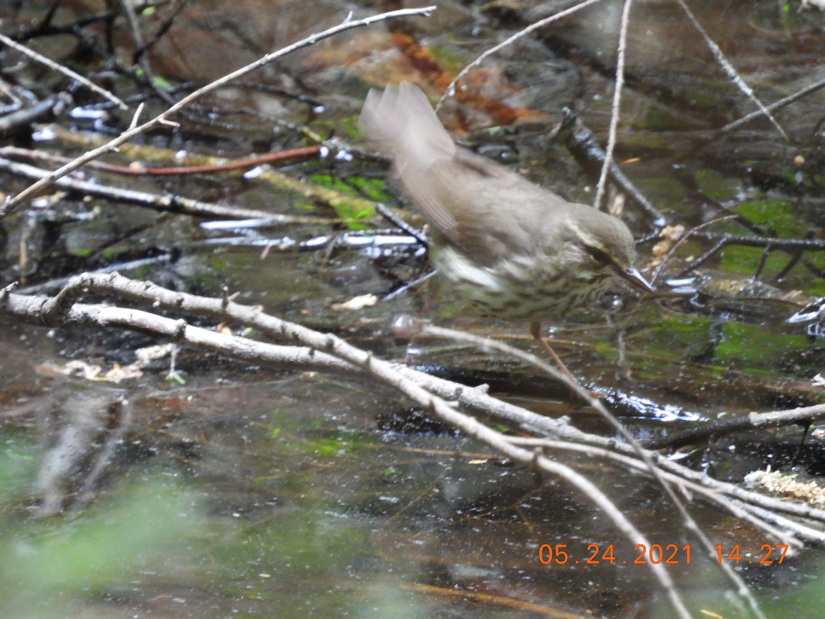 Northern Waterthrush - ML342058501