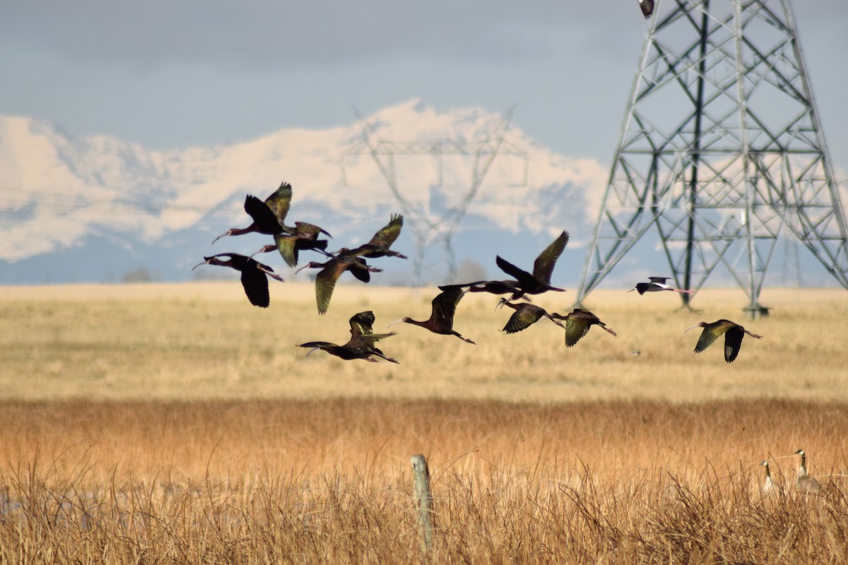 White-faced Ibis - ML342059311