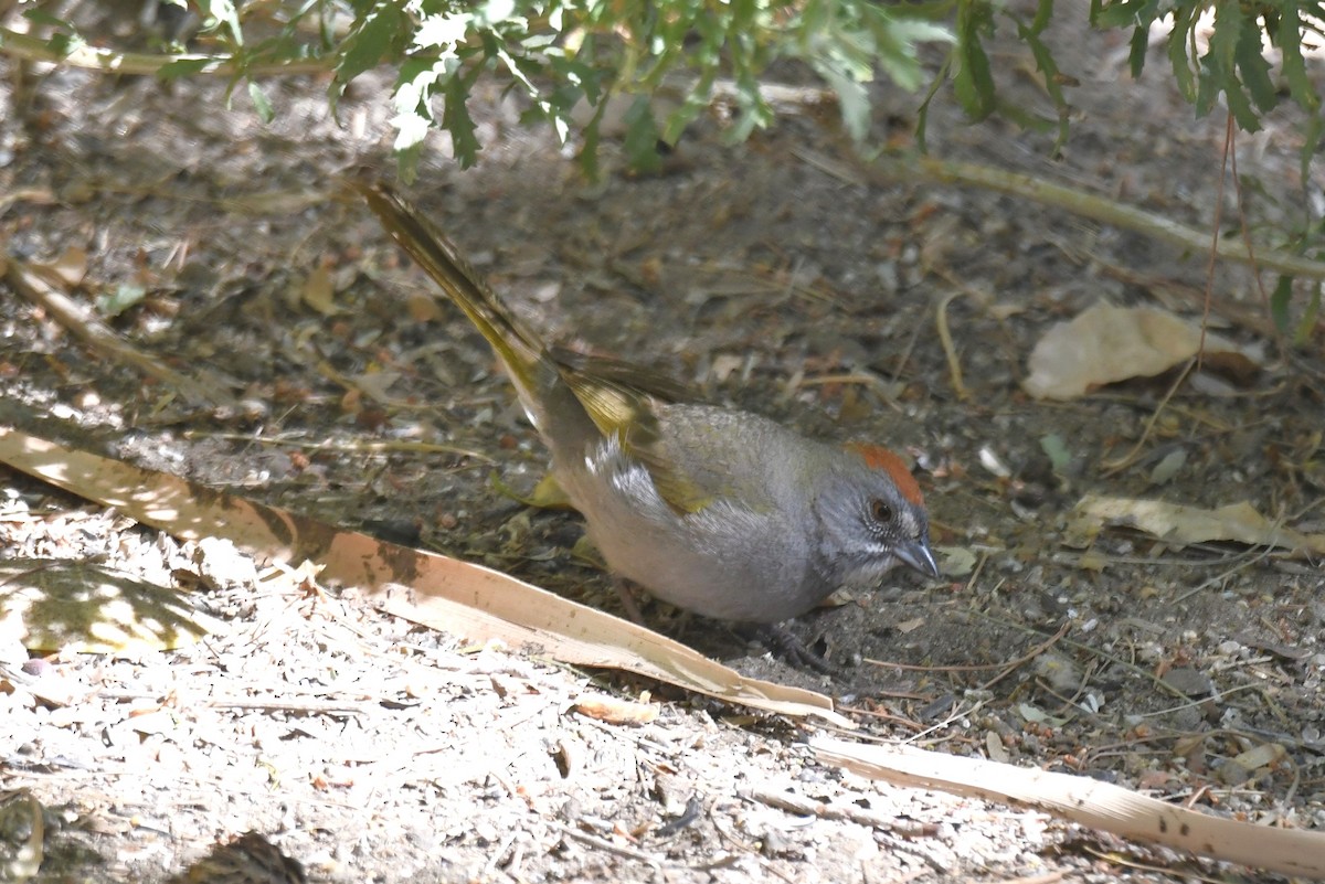 Green-tailed Towhee - ML342059371