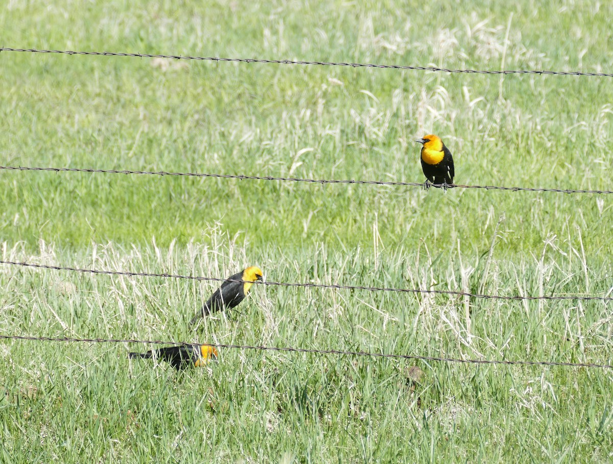 Yellow-headed Blackbird - Ron Smith