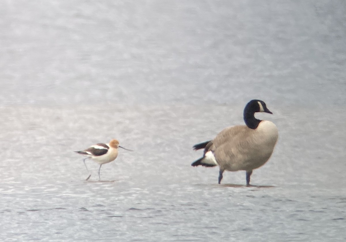 American Avocet - ML342059711