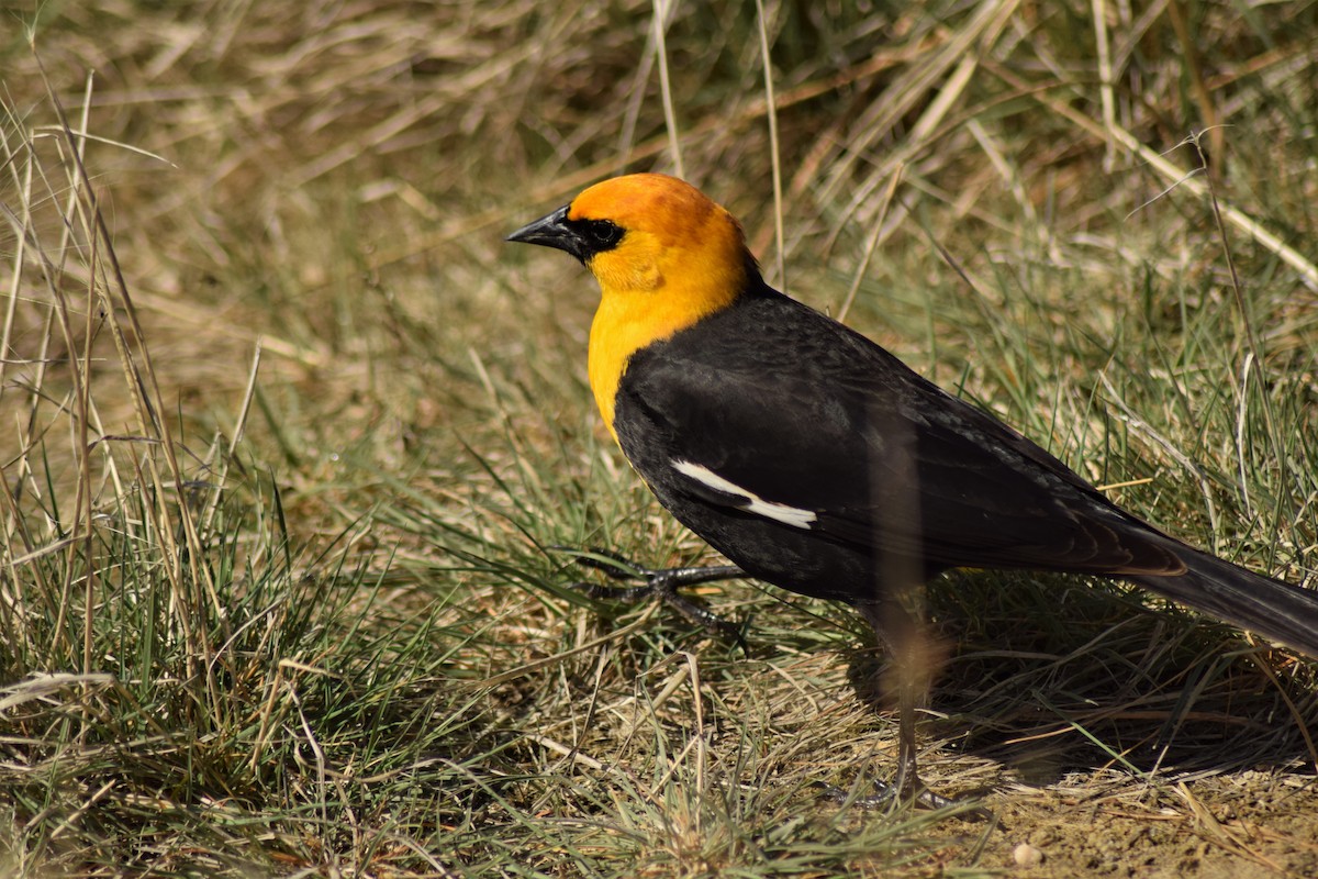 Yellow-headed Blackbird - ML342061211