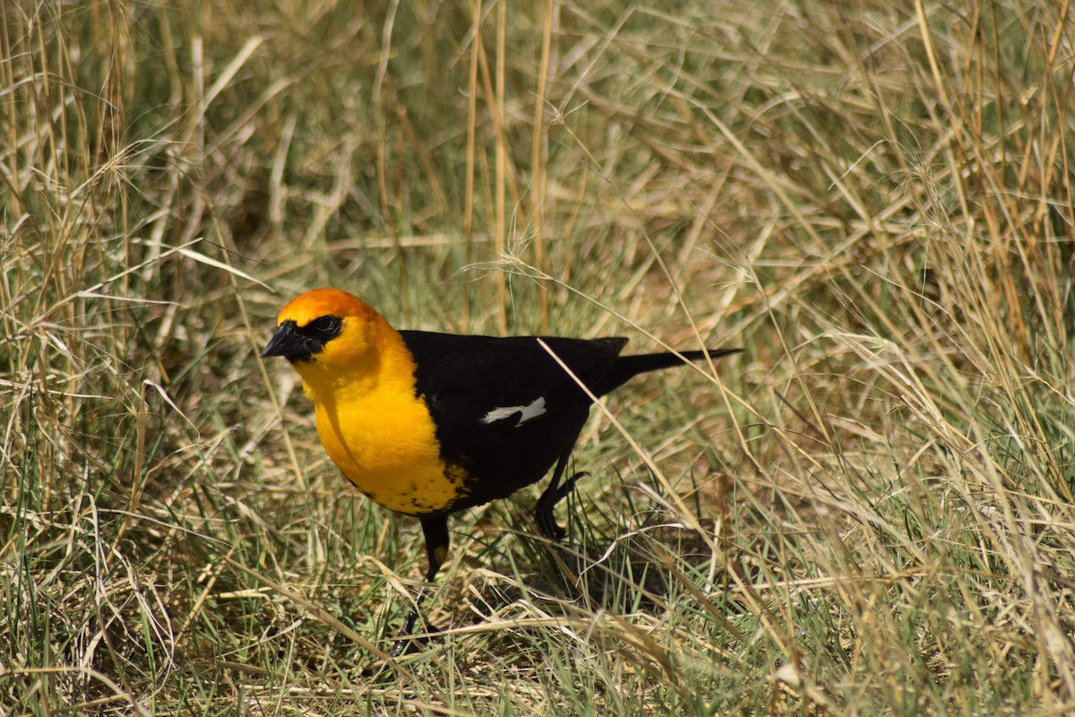Yellow-headed Blackbird - ML342061771